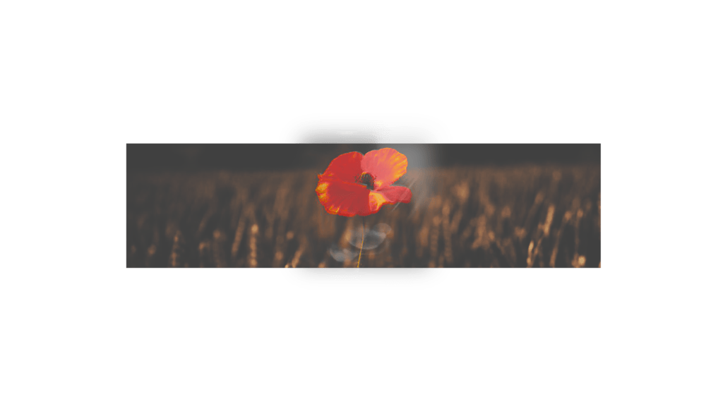 A red poppy in a dark field