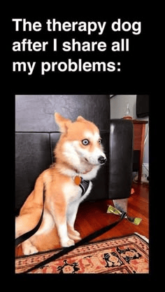 A therapy dog, looking surprised and wide-eyed, sitting on a carpet next to a black couch, with the caption about sharing problems.